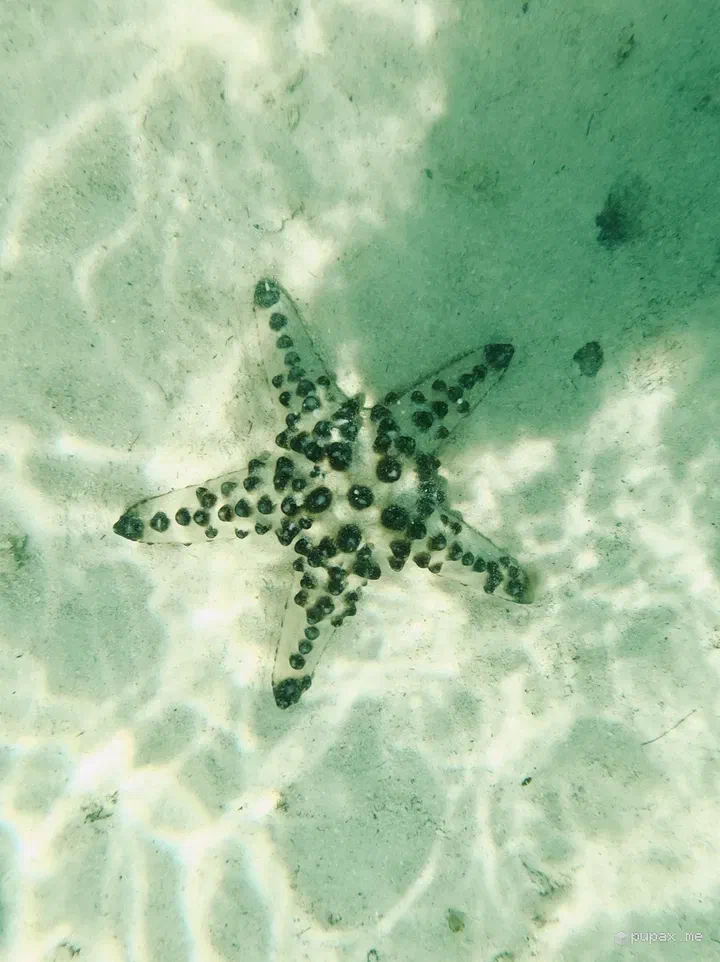 Una stella marina a pois sul fondale