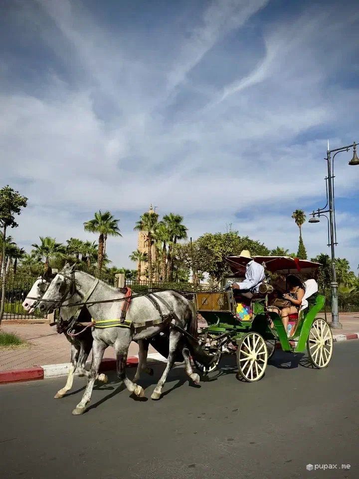 Un calesse con cavalli bianchi tra le palme di Marrakech