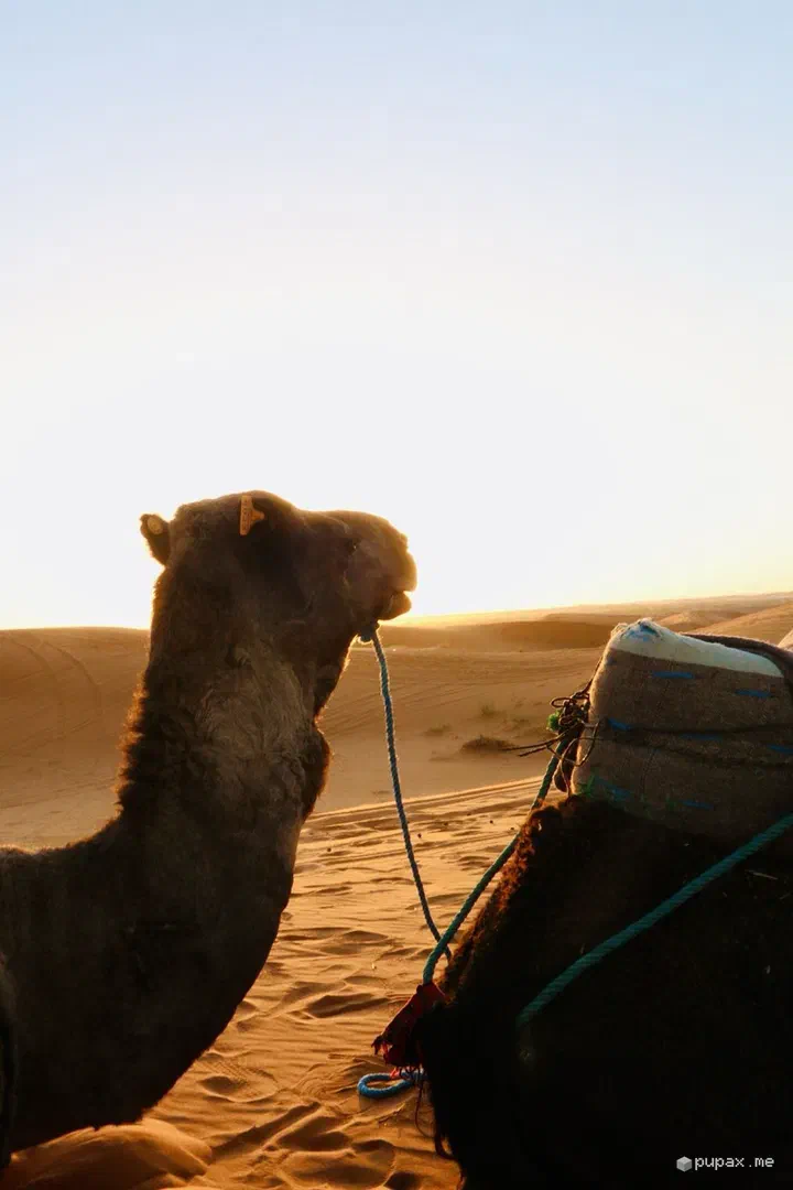 Un dromedario sulle dune dell'Erg Chebbi all'alba