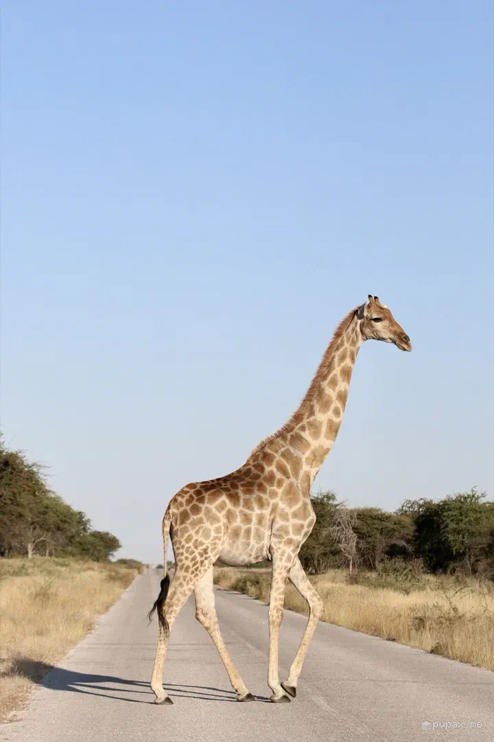 Una giraffa che attraversa la strada nel parco di Etosha