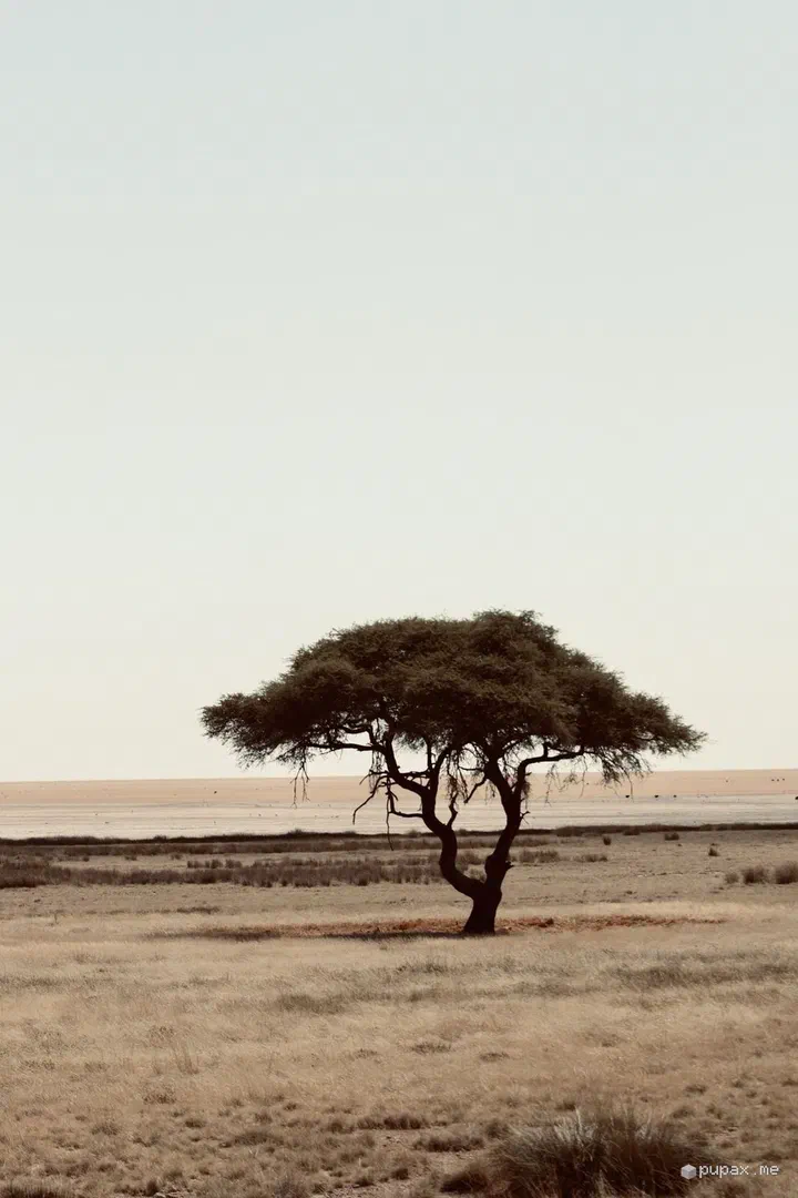 Un'acacia solitaria davanti alla piana di Etosha