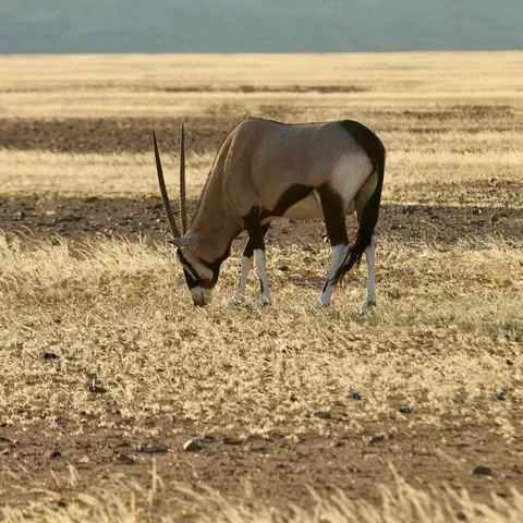 Foto 11 di 12, apri a grandezza piena