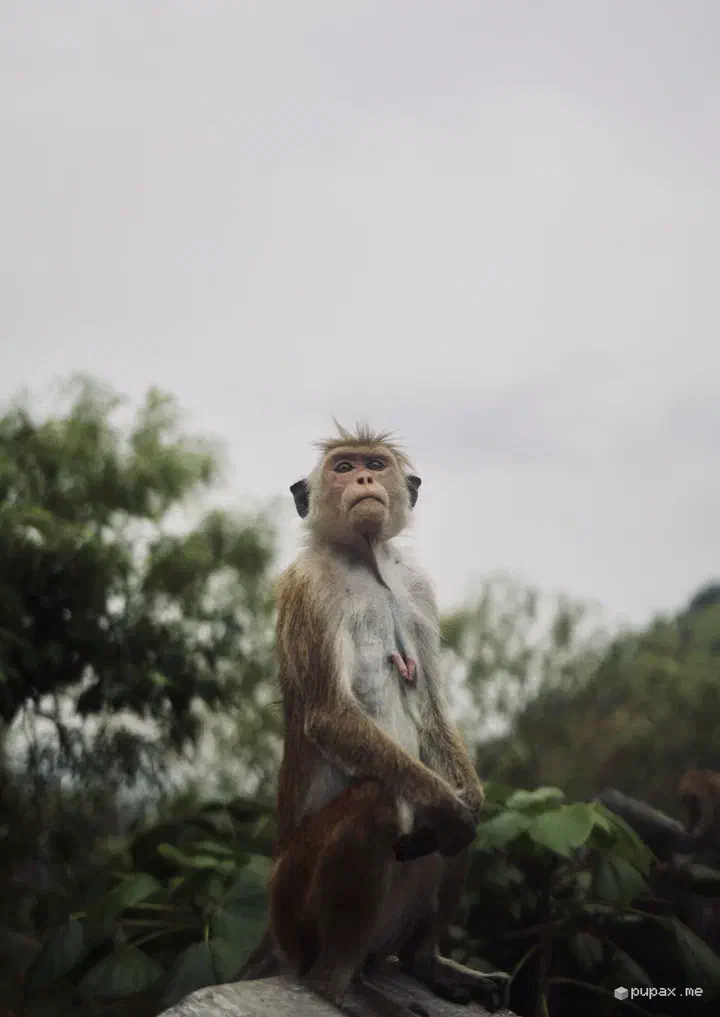 Un macaco in posa tra gli alberi a Dambulla